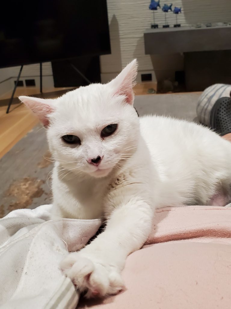 Cat playing on the bed