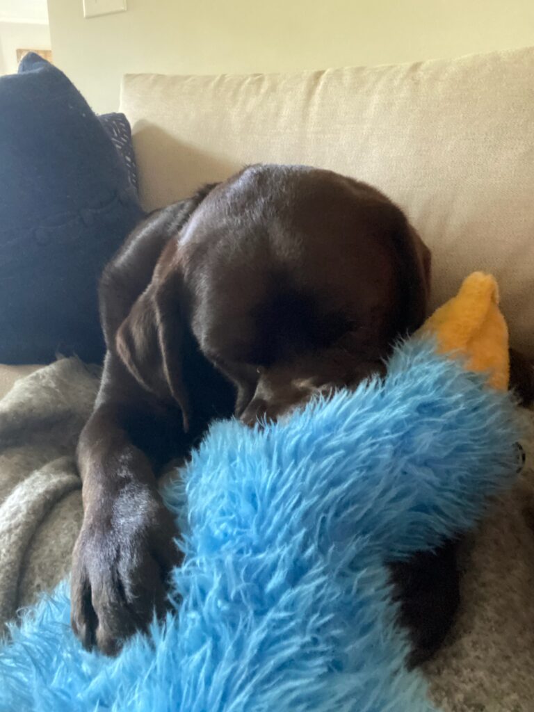 Dog playing with the doll