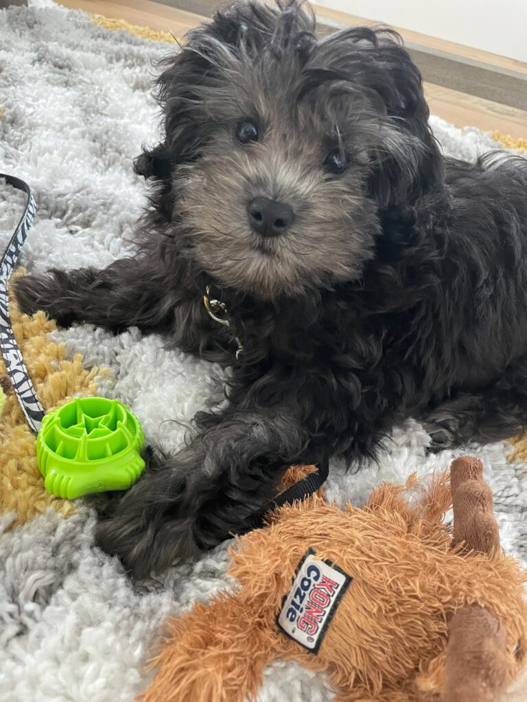 Dog playing on the mat